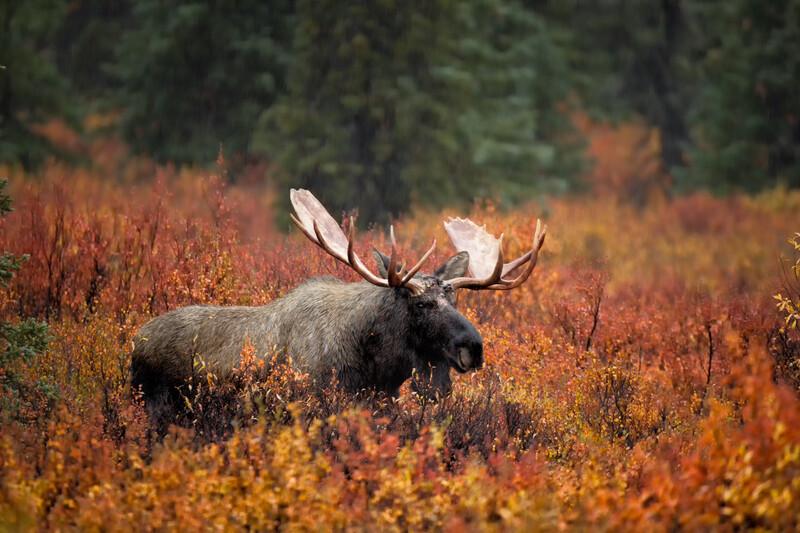 Eastern Canada, Rockies Explorer and Alaska Cruise