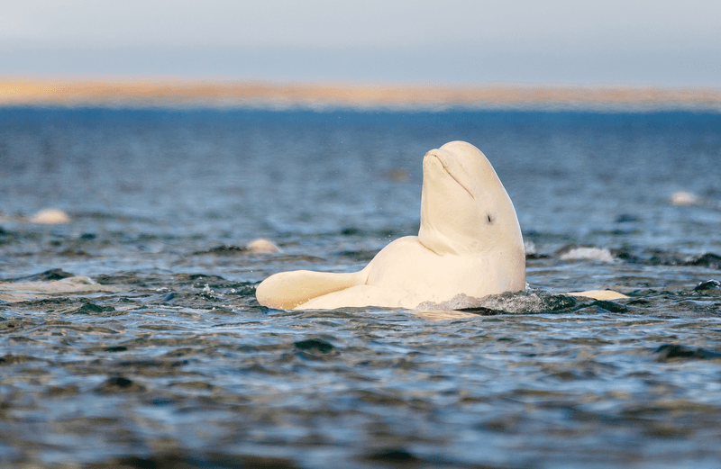 Bears, Birds and Belugas Adventure