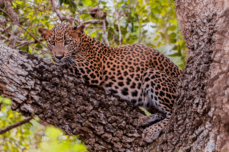 In Search of Tigers and Leopards