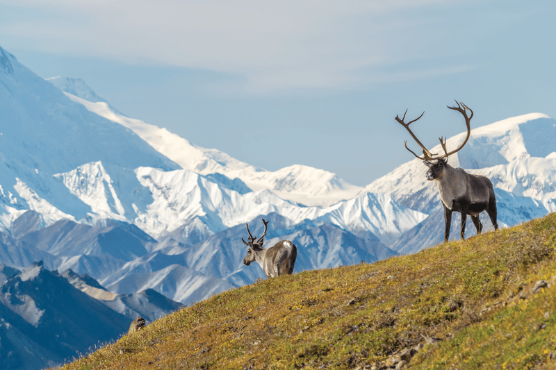 Natural Wonders of the Rockies and Alaska